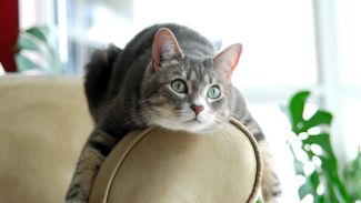 Katzenurin aus Sofapolstern entfernen