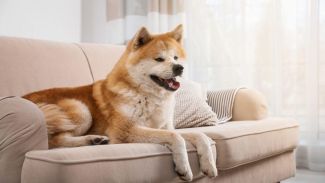 Hund liegt auf frisch gereinigtem Microfaser Sofa