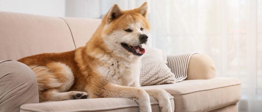 Hund liegt auf frisch gereinigtem Microfaser Sofa