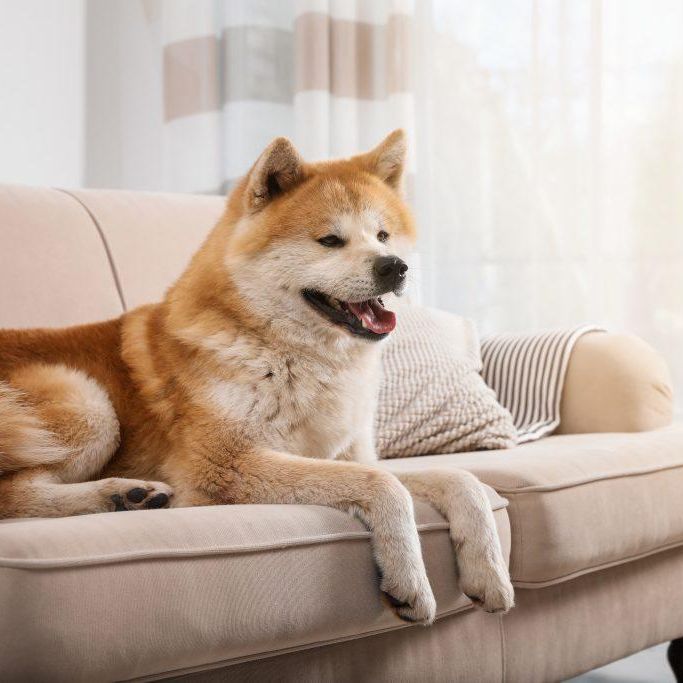 Microfaser Sofa Reinigen Tipps Fur Ihre Reinigung Polsterando